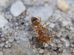 Prenolepis imparis