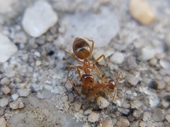 Prenolepis imparis