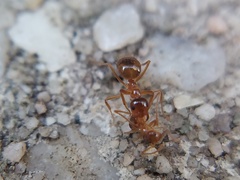 Prenolepis imparis