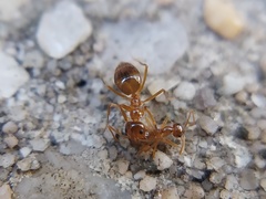 Prenolepis imparis