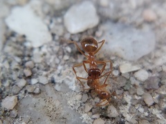 Prenolepis imparis