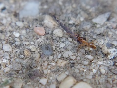 Prenolepis imparis