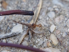 Prenolepis imparis