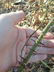 Smilax tamnoides