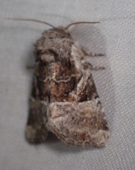Meropleon ambifusca