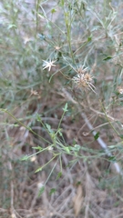 Pleurocoronis pluriseta