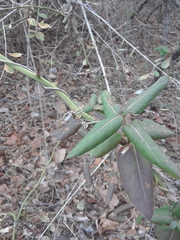 Lonicera japonica