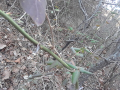 Lonicera japonica