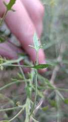 Pleurocoronis pluriseta