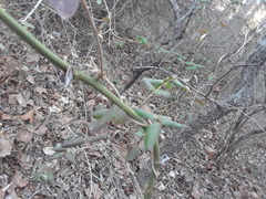 Lonicera japonica