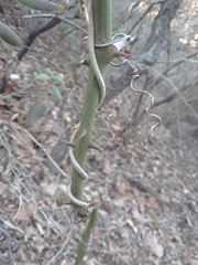 Lonicera japonica