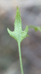 Pleurocoronis pluriseta