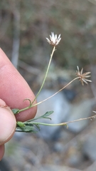 Pleurocoronis pluriseta