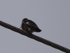 Calypte anna