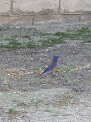 Sialia mexicana