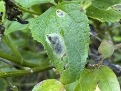 Calycomyza melantherae