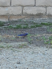 Sialia mexicana