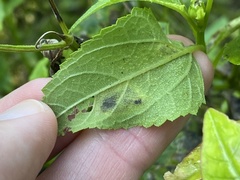 Calycomyza melantherae