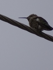 Calypte anna