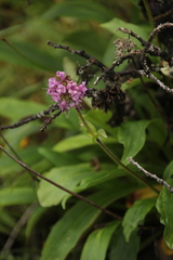 Nardostachys jatamansi