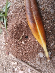Anthophila