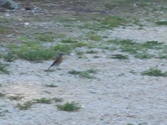 Sialia mexicana