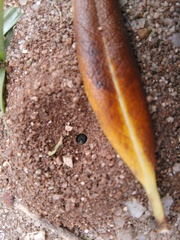 Anthophila
