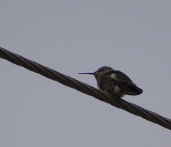 Calypte anna