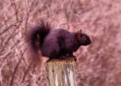 Sciurus carolinensis