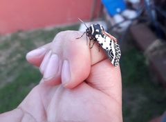 Chlanidophora patagiata