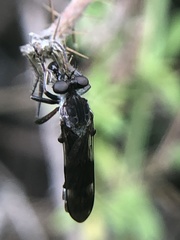 Nicocles