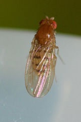 Drosophila falleni