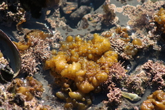 Colpomenia tuberculata