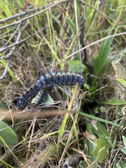 Euphydryas editha bayensis