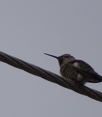 Calypte anna