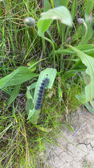 Euphydryas editha bayensis