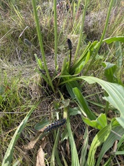 Euphydryas editha bayensis