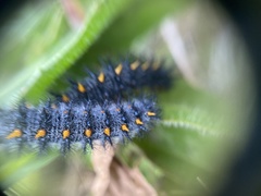 Euphydryas editha bayensis