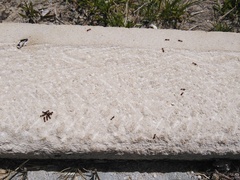 Tetramorium