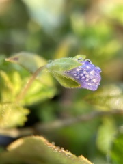 Veronica persica