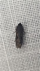 Cryptaspasma sordida