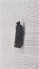 Cryptaspasma sordida
