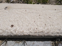 Tetramorium