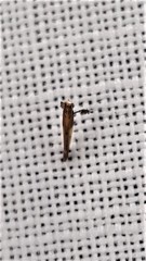 Caloptilia azaleella