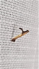 Caloptilia azaleella