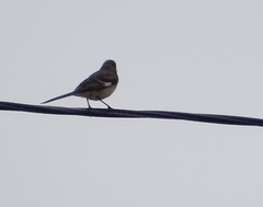 Mimus polyglottos