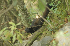 Otospermophilus variegatus couchii