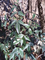 Nandina domestica