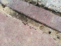 Tetramorium