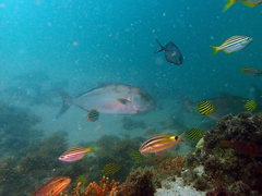 Seriola hippos